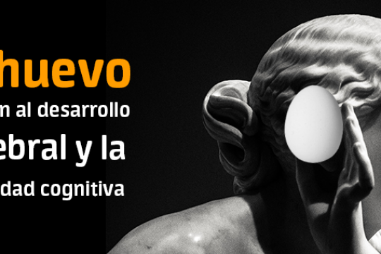 ¿Como ayuda el huevo en el desarrollo cognitivo a través del ciclo vital?